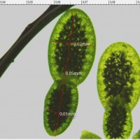 Wolffia neglecta Landolt